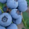 Alice Blue Rabbiteye Blueberry - 1 Gallon Pot