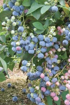 Ochlockonee Rabbiteye Blueberry - 3 Gallon Pot