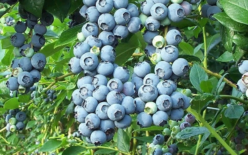 Tifblue Rabbiteye Blueberry - 1 Gallon Pot