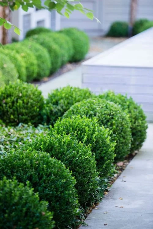 Baby Gem Boxwood - 6 Pack of 1 Gallon Pots