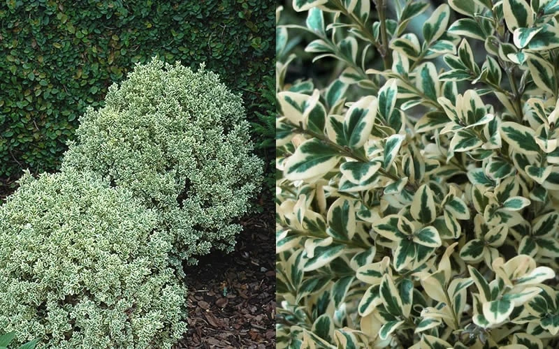 Dwarf Variegated Boxwood - 1 Gallon Pot