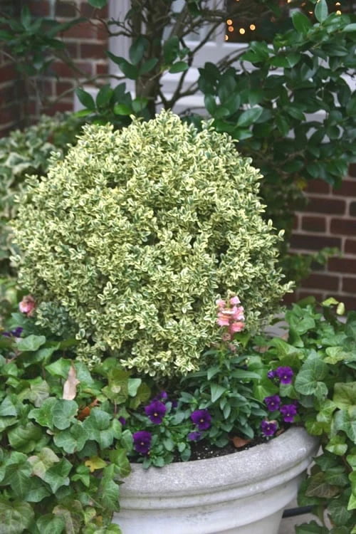 Dwarf Variegated Boxwood - 3 Gallon Pot
