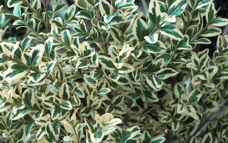 Dwarf Variegated Boxwood - 1 Gallon Pot