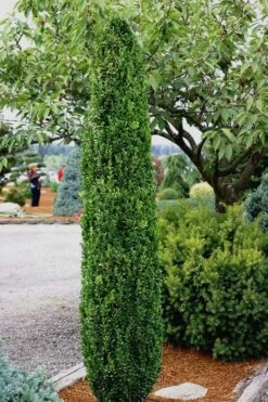 Graham Blandy Columnar Boxwood - 2 Gallon Pot