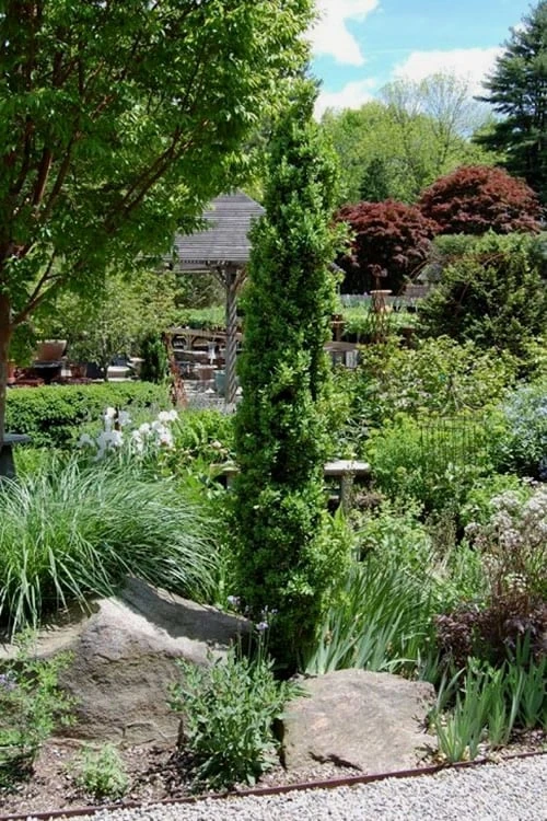 Graham Blandy Columnar Boxwood - 1 Gallon Pot