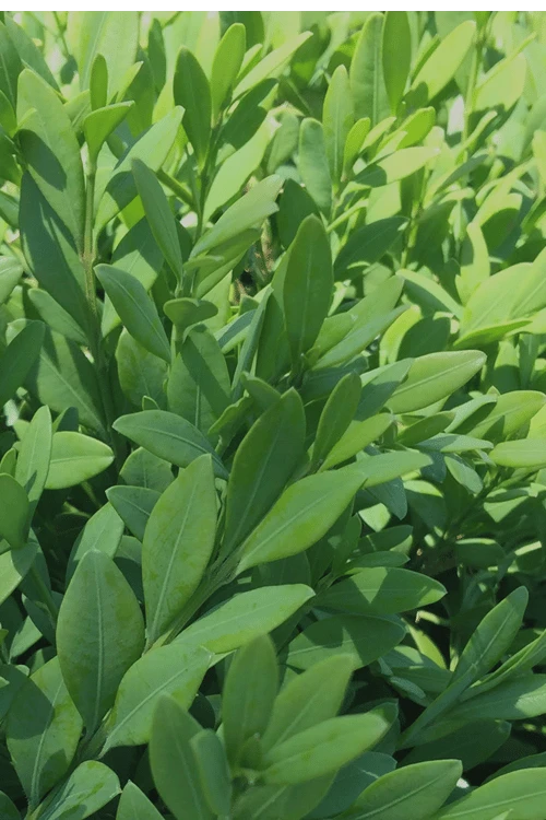 Green Mountain Boxwood - 3 Gallon Pot