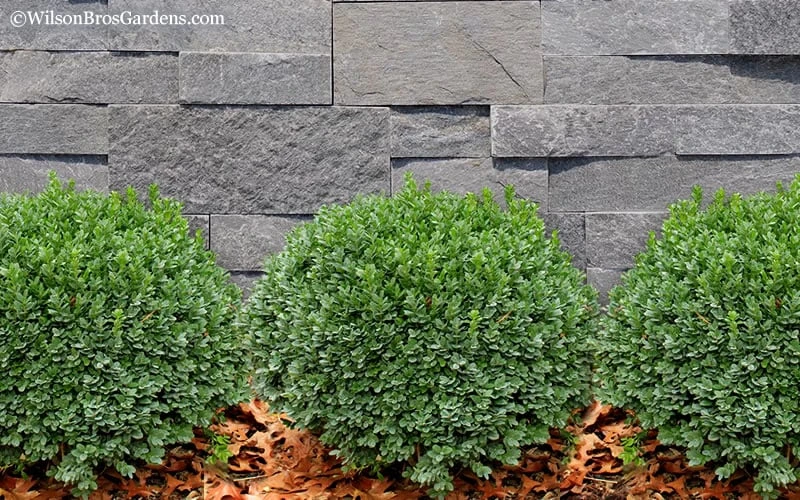 Korean Dwarf Boxwood - Buxus sinica var. insularis 'Nana' - 1 Gallon Pot