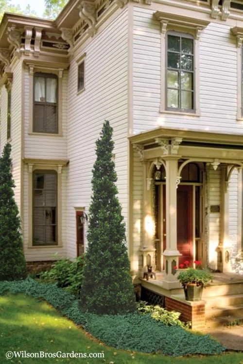 Pyramid Boxwood (Buxus sempervirens 'Pyramidalis) - 1 Gallon Pot