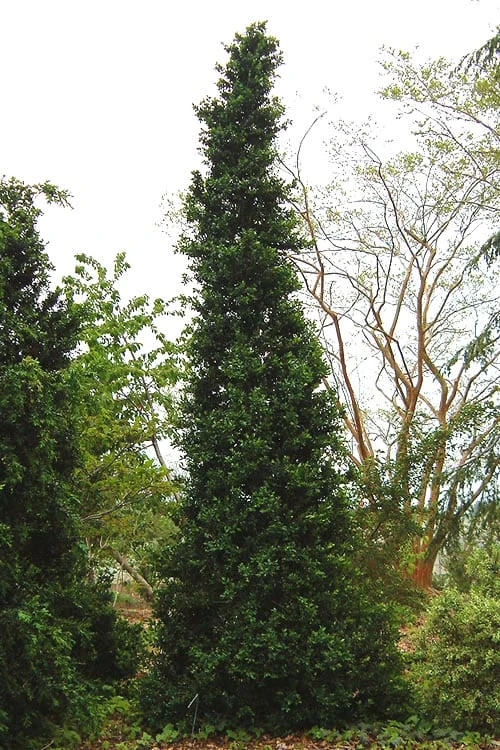 Pyramid Boxwood (Buxus sempervirens 'Pyramidalis) - 1 Gallon Pot