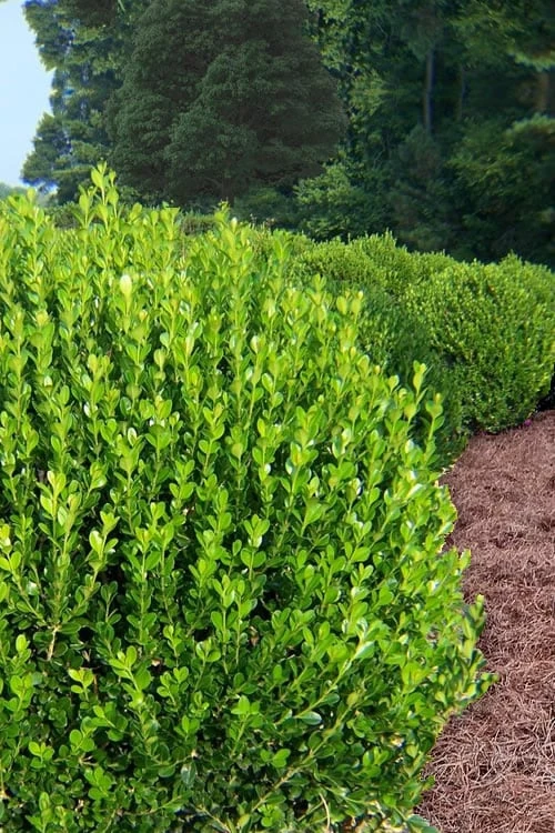 Wintergreen Boxwood - 6 Pack of 1 Gallon Pots