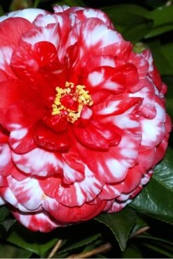 Bobbie Fain Red & White Variegated Camellia Japonica - 3 Gallon Pot