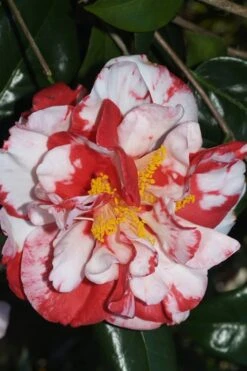 Dixie Knight Supreme Camellia Japonica - 3 Gallon Pot