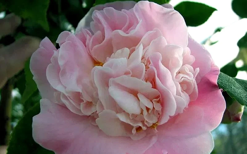 High Fragrance Camellia Hybrid - 6 Pack of 1 Gallon Pots