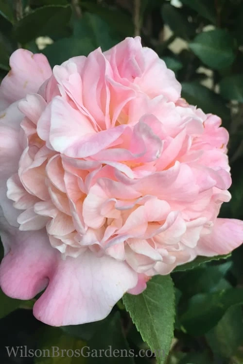 High Fragrance Camellia Hybrid - 6 Pack of 1 Gallon Pots