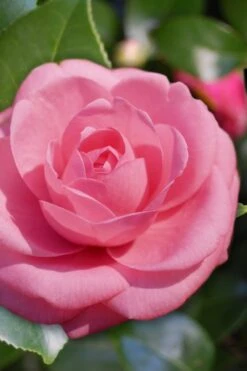 Jerry Hill Pink Camellia - 1 Gallon Pot