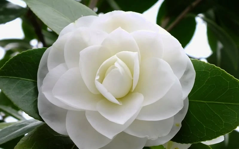 Morning Glow Camellia Japonica - 1 Gallon Pot