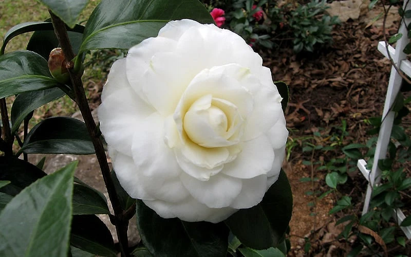 Morning Glow Camellia Japonica - 1 Gallon Pot