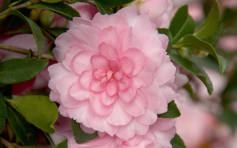 October Magic Pink Perplexion Camellia - 1 Gallon Pot