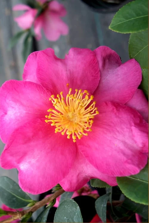 Stephanie Golden Dwarf Camellia Sasanqua - 1 Gallon Pot