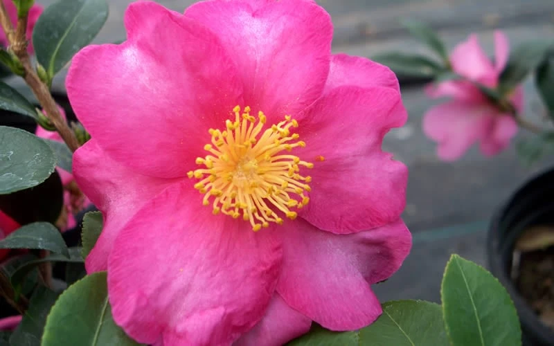 Stephanie Golden Dwarf Camellia Sasanqua - 1 Gallon Pot