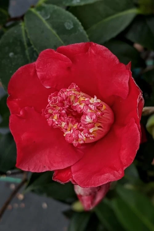Tama Electra Camellia Japonica - 1 Gallon Pot