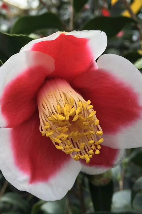 Tama no Ura Weeping Camellia Japonica - 3 Gallon Pot
