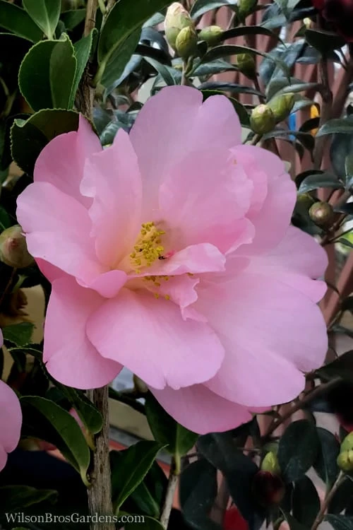 Taylors Perfection Pink Camellia Hybrid - 3 Gallon Pot