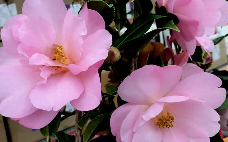 Taylors Perfection Pink Camellia Hybrid - 3 Gallon Pot
