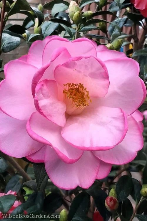 Taylors Perfection Pink Camellia Hybrid - 3 Gallon Pot