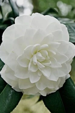 White By The Gate Camellia Japonica - 3 Gallon Pot
