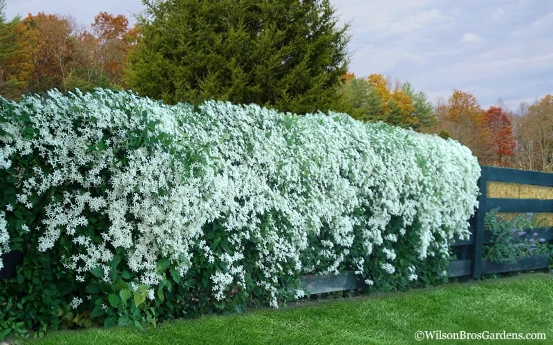 Sweet Autumn Clematis - 1 Gallon Pot