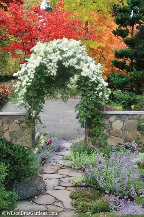Sweet Autumn Clematis - 1 Gallon Pot