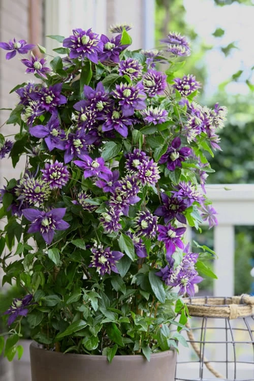 Taiga Clematis - 3 Gallon Pot