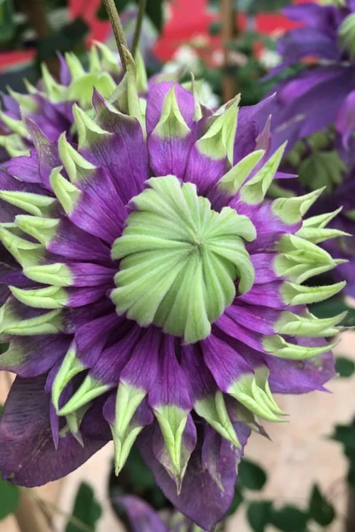 Taiga Clematis - 3 Gallon Pot