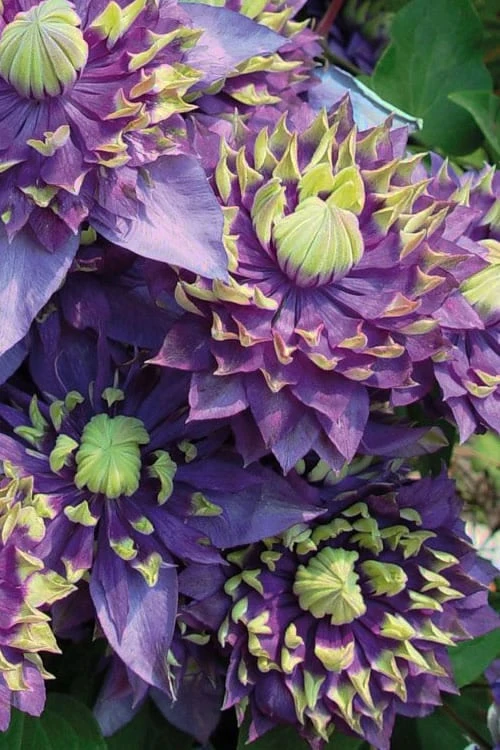 Taiga Clematis - 3 Gallon Pot