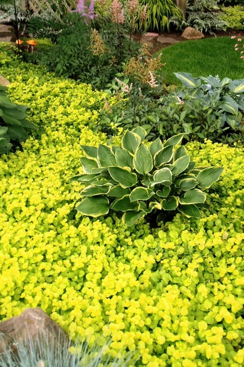 Golden Creeping Jenny - Lysimachia nummularia Aurea - 5 Pack of Pint Pots