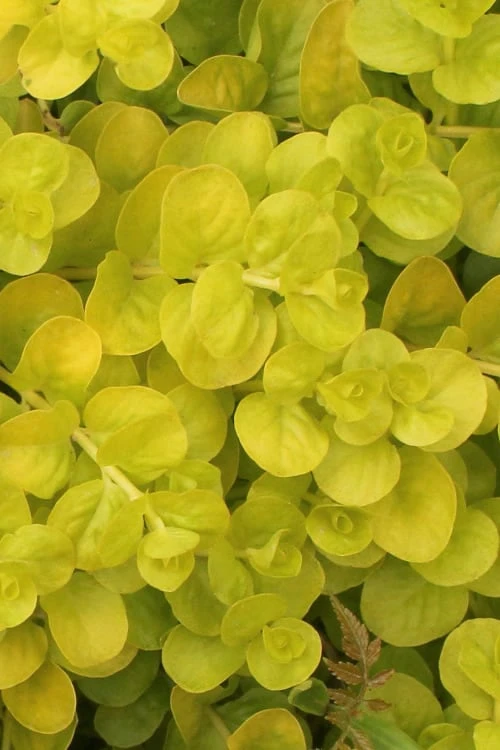 Golden Creeping Jenny - Lysimachia nummularia Aurea - 5 Pack of Pint Pots