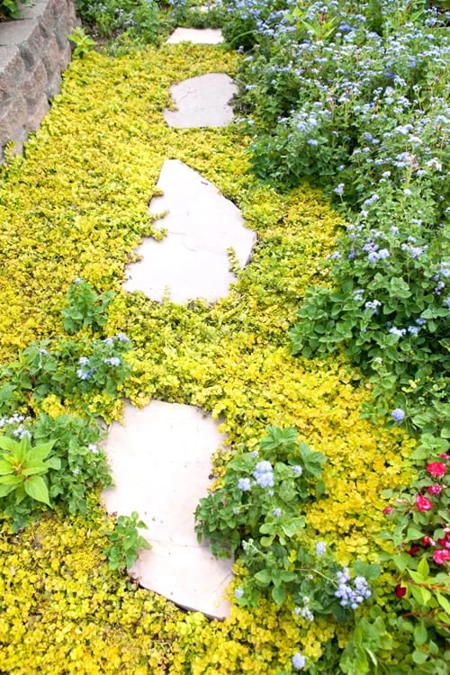 Golden Creeping Jenny - Lysimachia nummularia Aurea - 5 Pack of Pint Pots