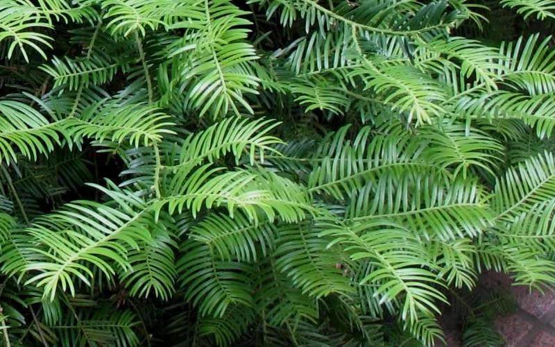 Creeping Japanese Plum Yew (Cephalotaxus harringtonia 'Prostrata') - 2.5 Quart Pot