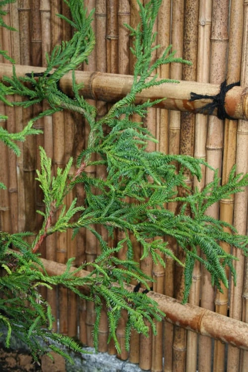 Rasen Sugi Cryptomeria Japanese Cedar - 1 Gallon Pot