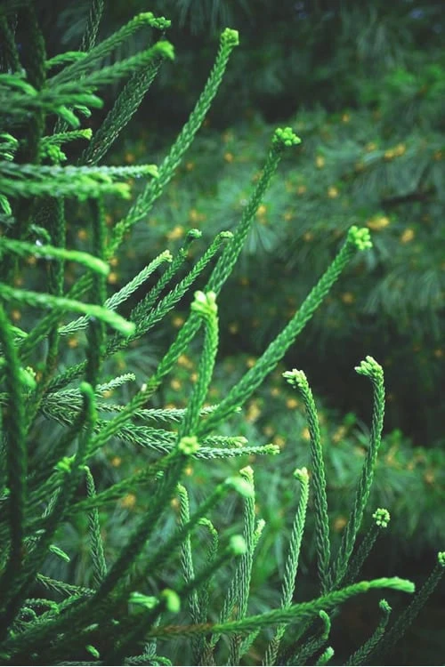 Snake Branch Japanese Cedar - Cryptomeria japonica 'Araucarioides' - 1 Gallon Pot