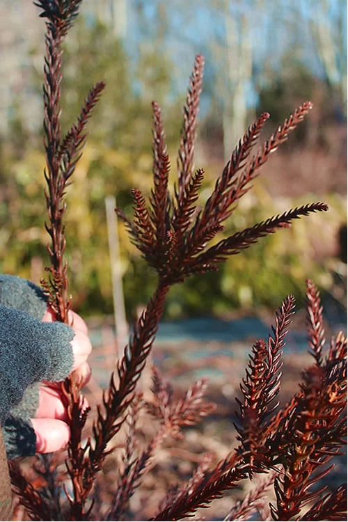 Snake Branch Japanese Cedar - Cryptomeria japonica 'Araucarioides' - 1 Gallon Pot