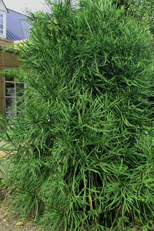 Snake Branch Japanese Cedar - Cryptomeria japonica 'Araucarioides' - 1 Gallon Pot