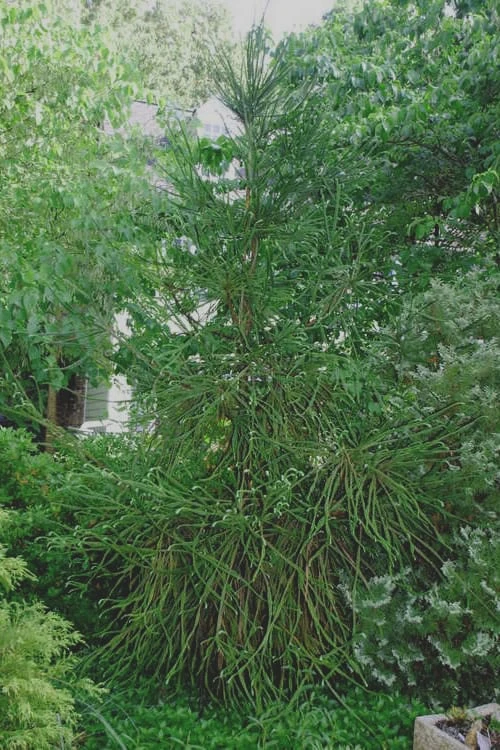 Snake Branch Japanese Cedar - Cryptomeria japonica 'Araucarioides' - 1 Gallon Pot