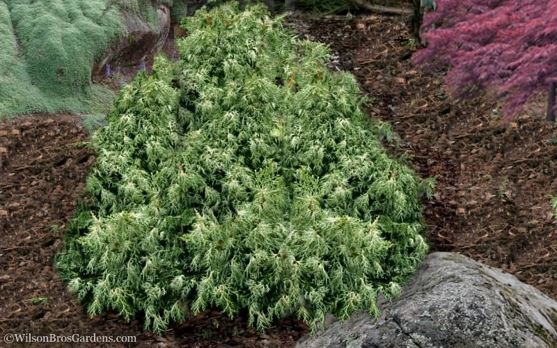 Marie's White Dwarf Hinoki Cypress - Chamaecyparis obtusa 'Mariesii - 5 Gallon Pot