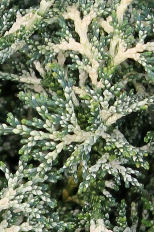 Marie's White Dwarf Hinoki Cypress - Chamaecyparis obtusa 'Mariesii - 5 Gallon Pot
