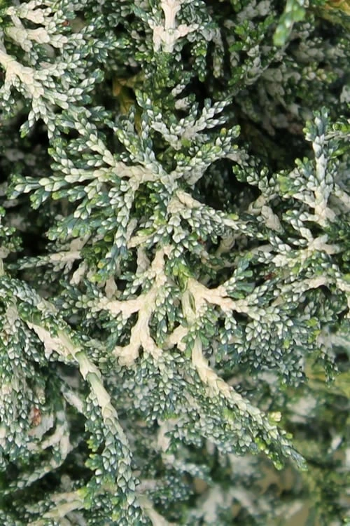 Marie's White Dwarf Hinoki Cypress - Chamaecyparis obtusa 'Mariesii - 5 Gallon Pot
