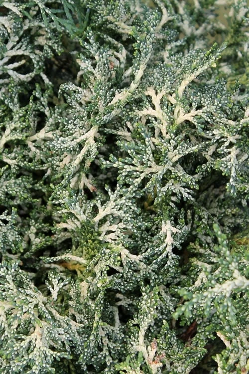 Marie's White Dwarf Hinoki Cypress - Chamaecyparis obtusa 'Mariesii - 5 Gallon Pot