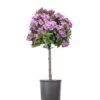 Lawrence Crocker Dwarf Daphne Tree (Standard Topiary) - 1 Gallon Pot
