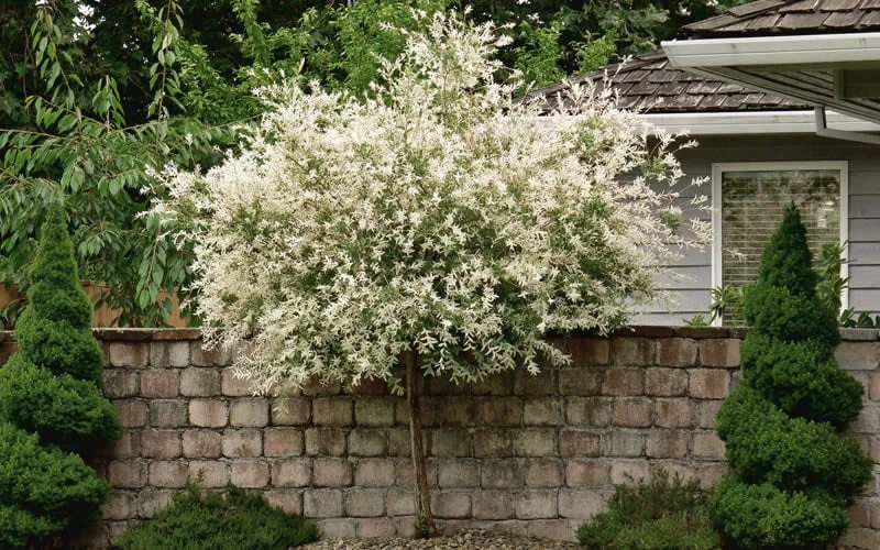 Variegated Dappled Willow Tree - Salix integra 'Hakuro Nishiki' - 3 Gallon Pot - Tree Form